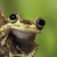 frog highlights compilation #84