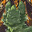 HollowMyrtle