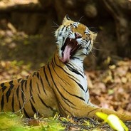 TenderTiger - steam id 76561197964465027