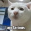 Serious Cat.