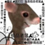 社会底层鼠鼠