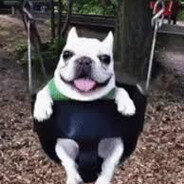 samuel el perro maravilla