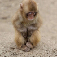 monkey