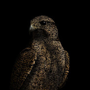 Falcon Al Awdhah