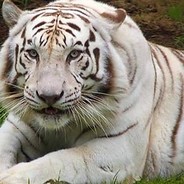 TIGERIITIS123