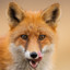 crispyfox