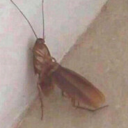 Roach Head