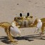 The Crab Activist