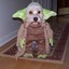 ♛Dog Yoda♛