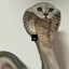 ジホエイ