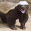 Honey Badger