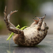 fragrant toad dick