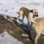 со стояком