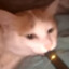 cat hitting a juul