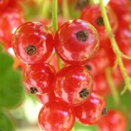 Hingle McCringleBerry