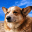actual dog