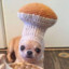 CÃOGUMELO