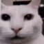 catstare