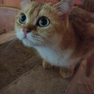 无所畏惧的冒险