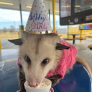 Opossum wearing hat