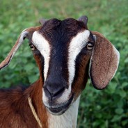 El Pløko (nater) - steam id 76561198832837318