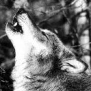Wolf - steam id 76561197960478326