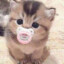 Cutie Patootie