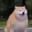 FAT DOG