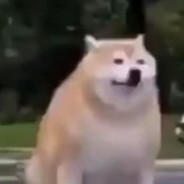 FAT DOG