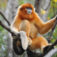 满山的猴子我腚最红