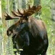 Moose42088