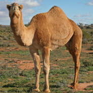 Camel_20