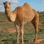 Camel_20