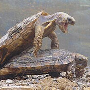 Turtle Sex Noises