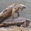 Turtle Sex Noises