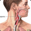 Epiglotis
