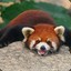 RedPandaMojo