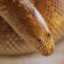 FabledSnake
