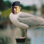 Steven Seagull