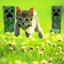 Meow