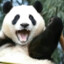 Panda Papa