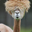 Kentucky Fried Alpaca