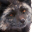 qRaY_FoX