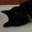 cptnCat