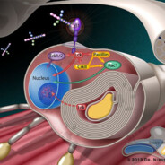 schwann cell