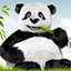 panda pand panda