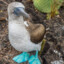 Blue-footed booby bird