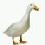 GGDuck