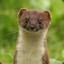 Uncleverweasel