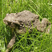 帝王宾统飞天青龙